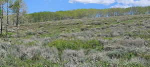 D32 Quaking Aspens background