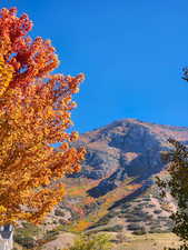 View of the leaves during the fall