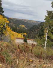 View of mountain background with a heavily wooded area