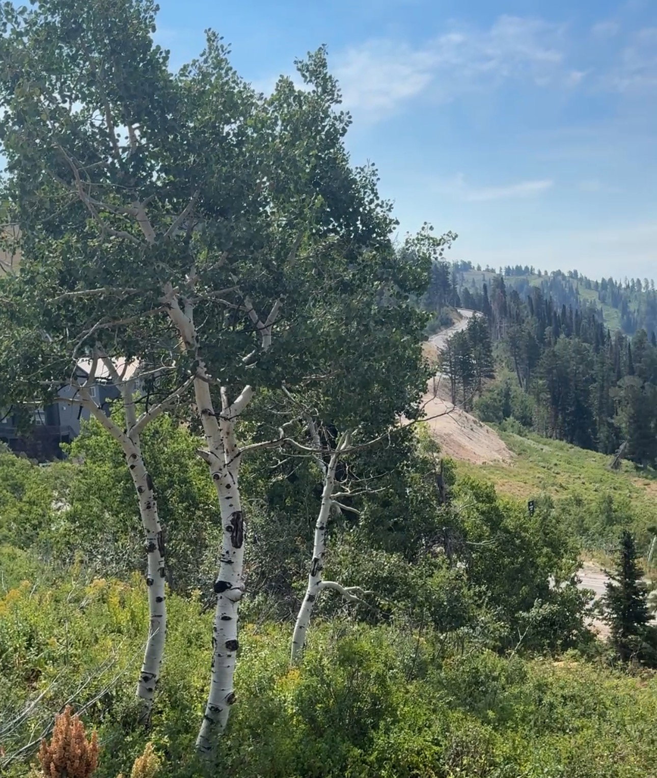Large pines