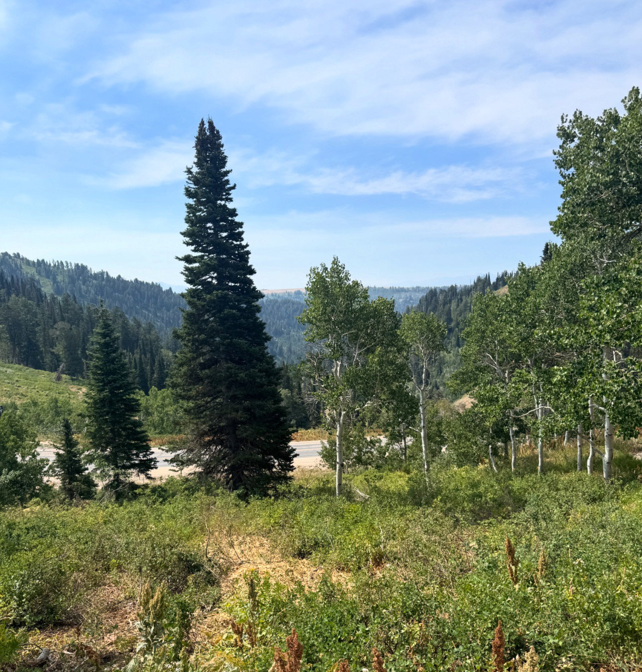 View ofPowder Country