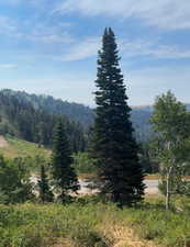 Mountain view with a heavily wooded area