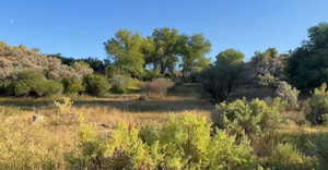View of tree filled area