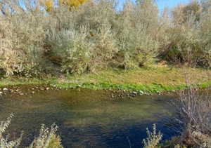 View of local wilderness with a nearby body of water