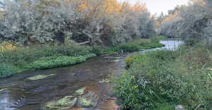 View of yard with a water view and a view of trees
