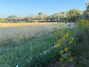 View of local wilderness