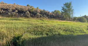 View of tree filled area