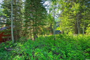 View of tree filled area
