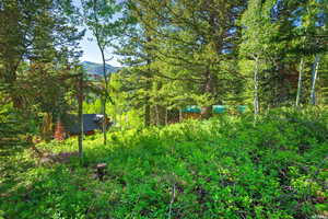 View of yard with a wooded view and a mountain view