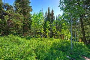 View of tree filled area