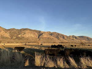 Land is currently being grazed