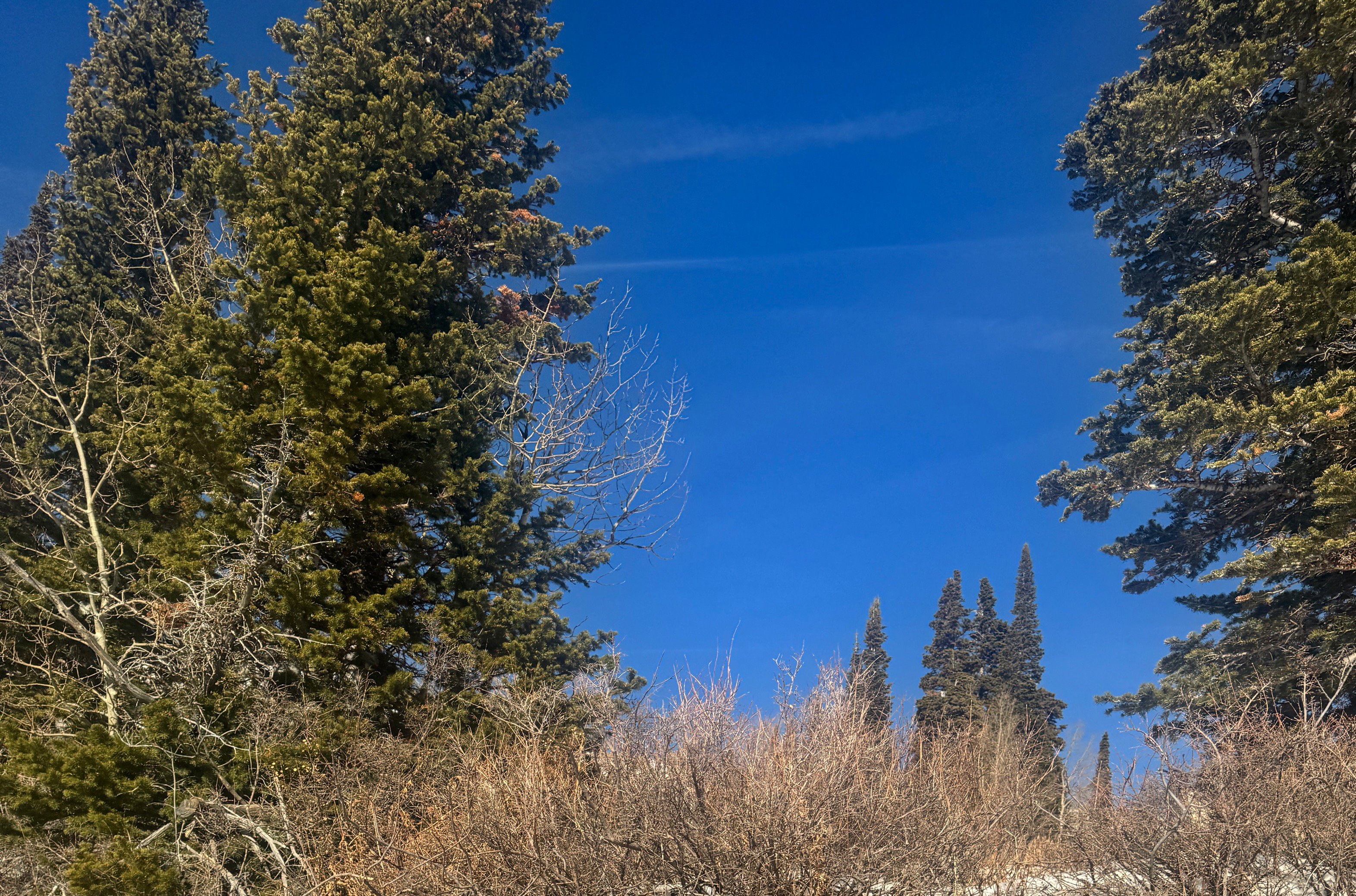 Mature Pine trees