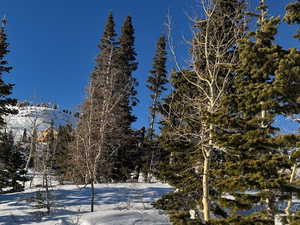 Beautiful large pines and aspens