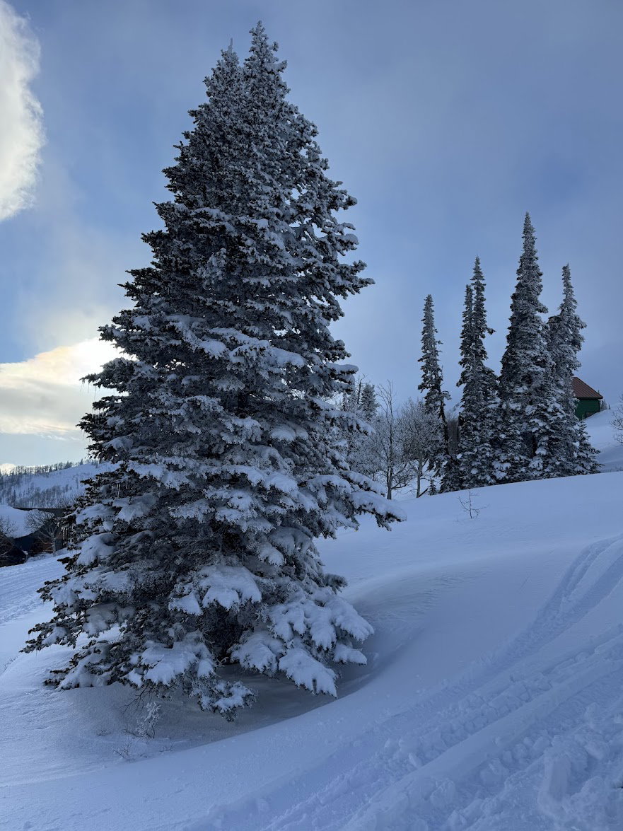 Utah's best powder