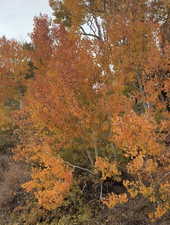 Incredible Fall Colors