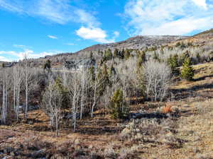 View of mountain backdrop with a forest