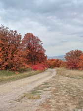 View of dirt / gravel road with a wooded view