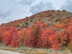 View of mountain backdrop featuring a forest