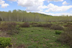 View of tree filled area