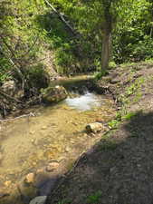 Water view with a forest