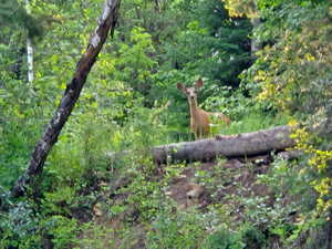 View of local wilderness