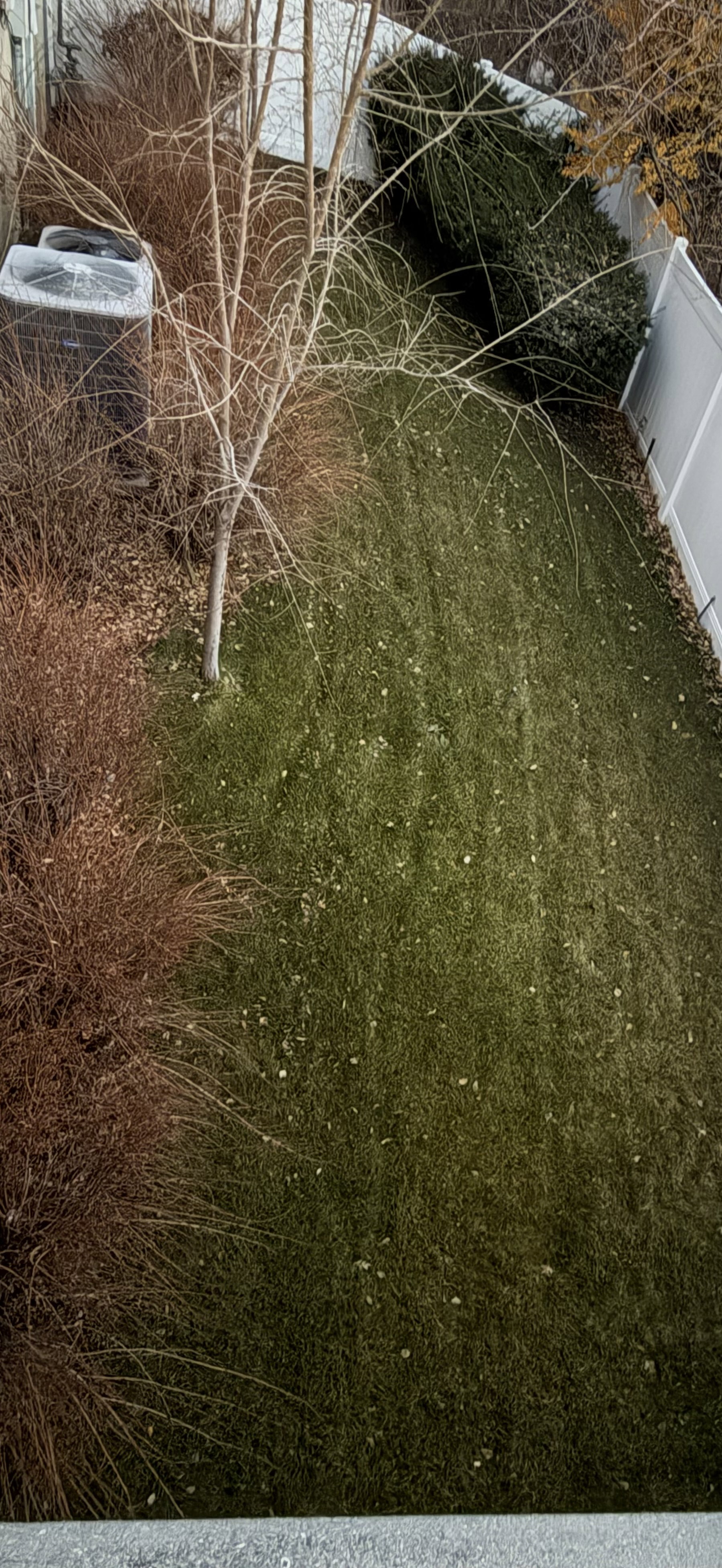 Side yard