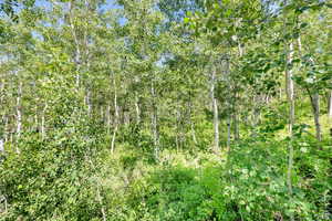 View of tree filled area