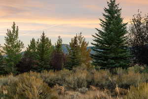 View of woods with a mountain view