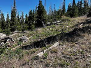 View of undeveloped land