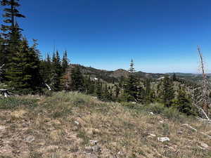 Mountain view featuring a heavily wooded area