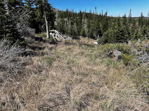 View of tree filled area