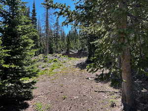 View of tree filled area