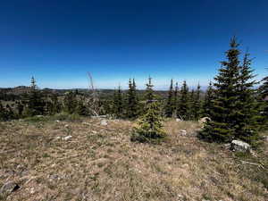 View of local wilderness