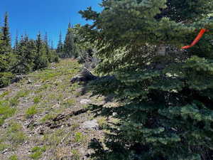 View of local wilderness