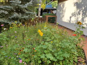 Wildflowers in the Spring/Summer by the front door entry.