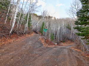 View of dirt / gravel road with a wooded view