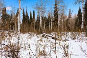 Snowy landscape featuring a view of trees