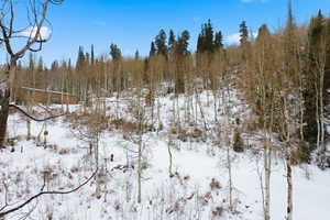 View of snow covered land with a forest view