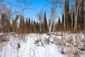 View of snow covered land featuring a view of trees