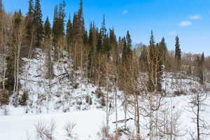 View of snow covered land with a wooded view