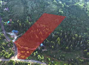 Exterior view of a forest