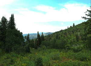 Mountain view with a heavily wooded area