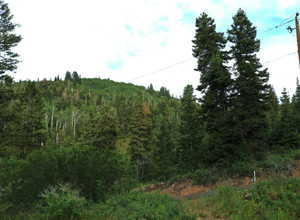 View of woods
