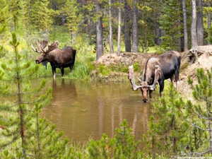 Moose in one of Timber Lakes' many ponds
