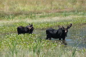 Moose at "Duck Lake" in Timber Lakes