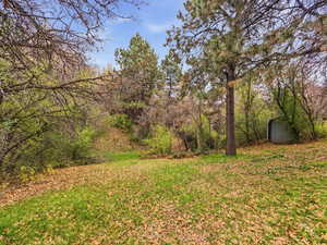 View of grassy yard with a forest view and a shed