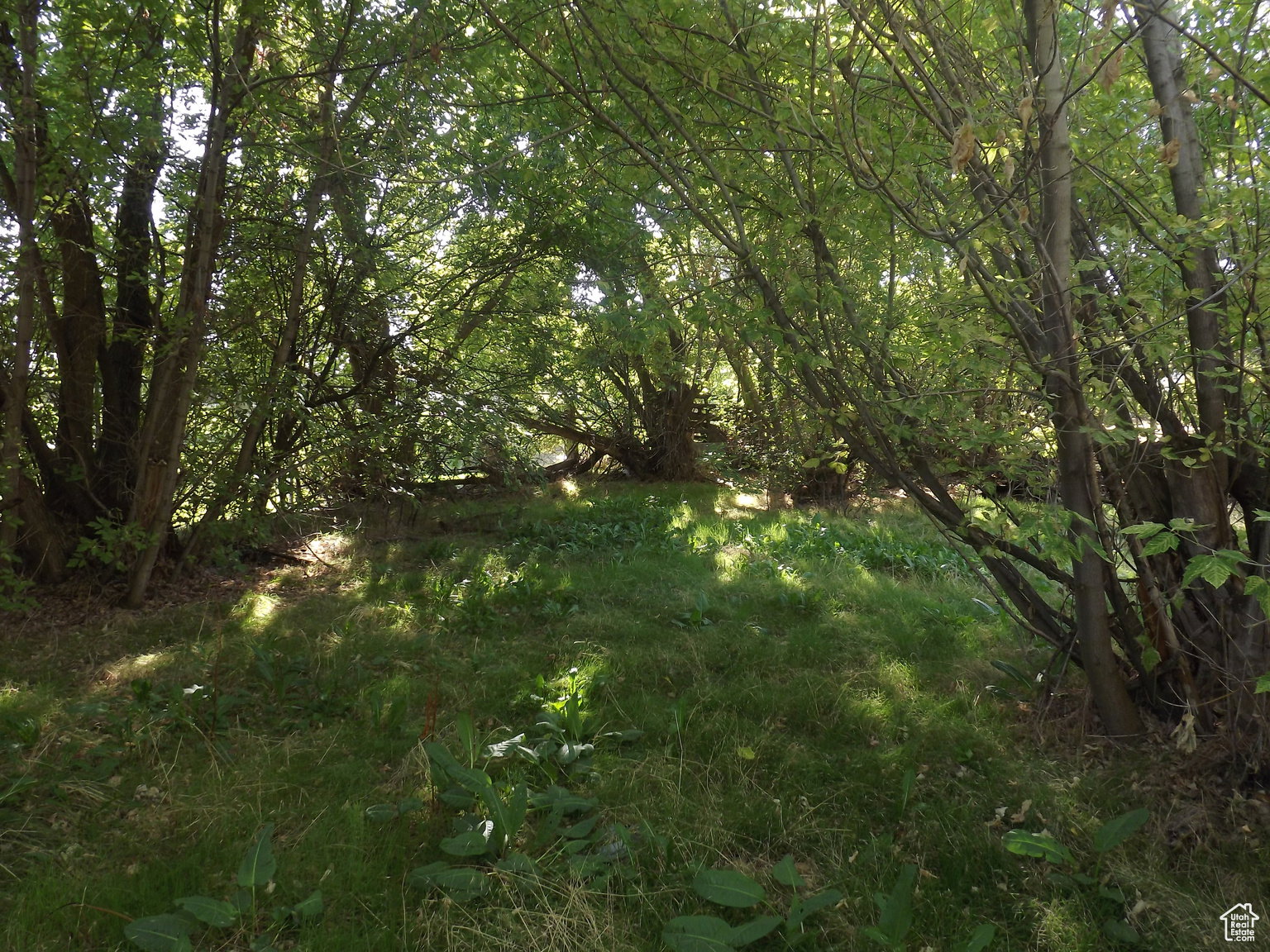 View of land behind the property