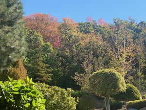 View of tree filled area