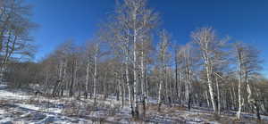 Facing South Quaking Aspens from edge of pad.