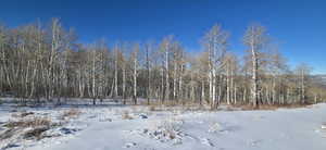 Quaking Aspens are pristine during Spring - Summer and Fall with color.
